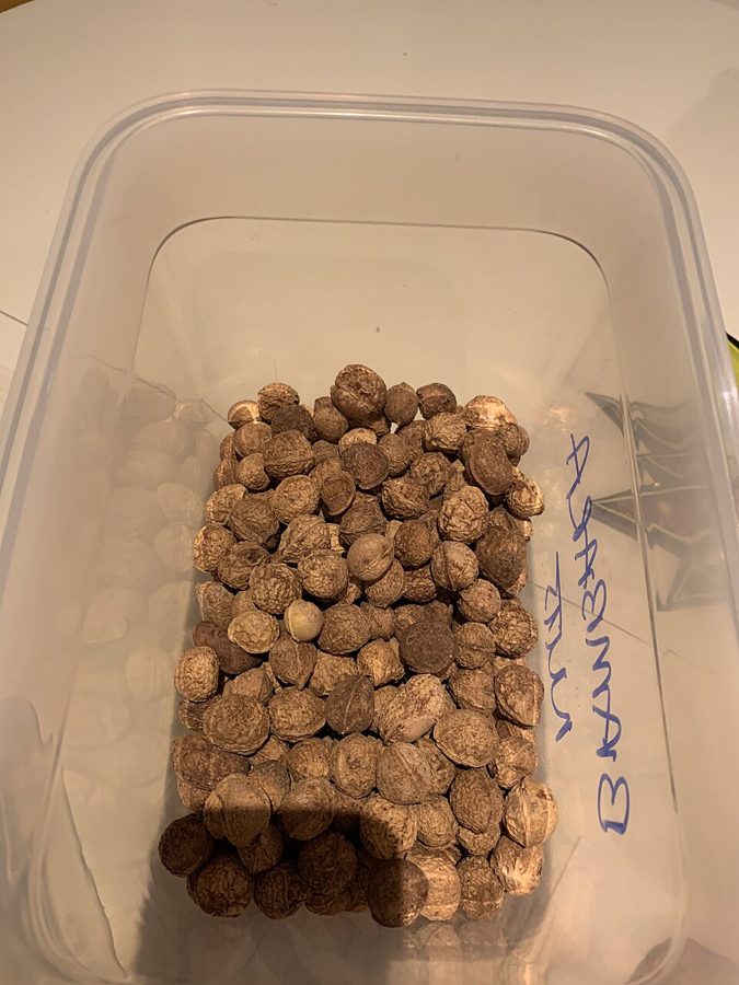 Igbouh Ahi (Nigerian Roasted Bambara Nuts)